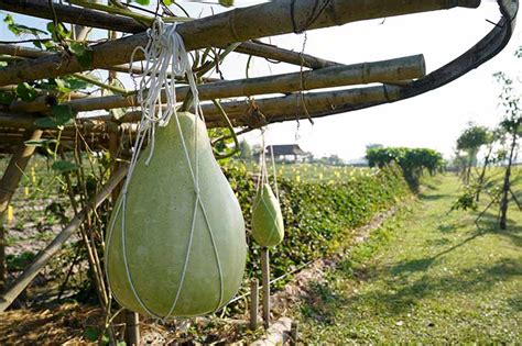 How To Grow And Harvest Birdhouse Gourds Gardener S Path