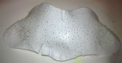 Biore Pore Strip Imgur