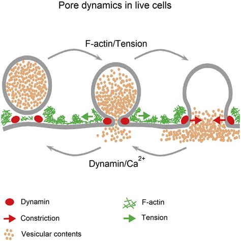 Visualization Of Membrane Pore In Live Cells Reveals A Dynamic Pore