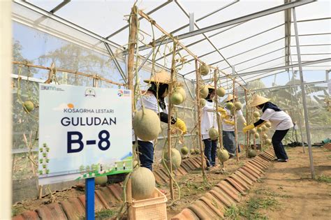 Kembangkan Urban Farming Bri Peduli Inspirasi Bertani Di Kota Brinita