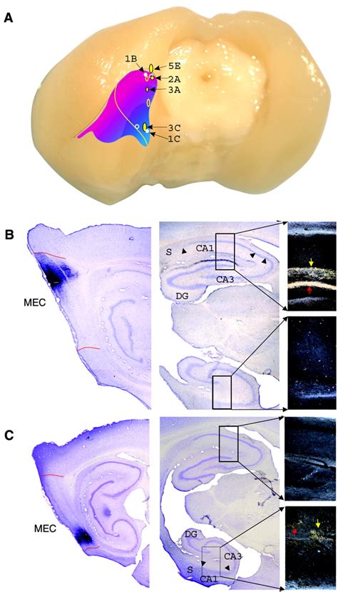 Spatial Representation In The Entorhinal Cortex Science