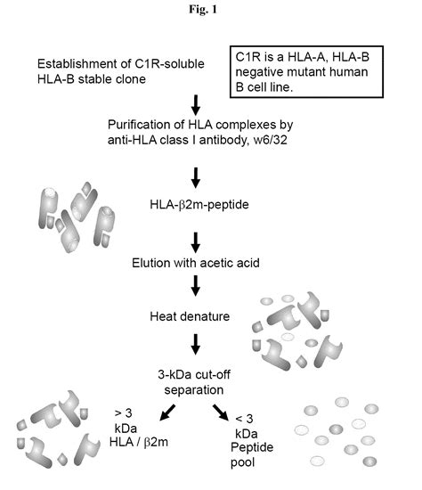 Method For Identifying Hla Complexes Associated With Adverse Drug