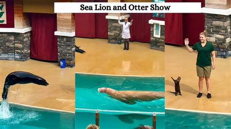 Seaworld Sea Lion And Otter Spotlight Sea Lion And Otter Show