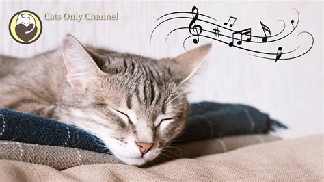 Deep Relaxation Music For Cats With Cat Purring Sounds Stress And