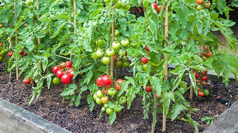 Organic Gardening 101 at Menards®