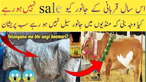 Qurbani Ke Janwar Is Sal Mein Kyon Sale Nahin Ho Rahe L Qurbani Ke