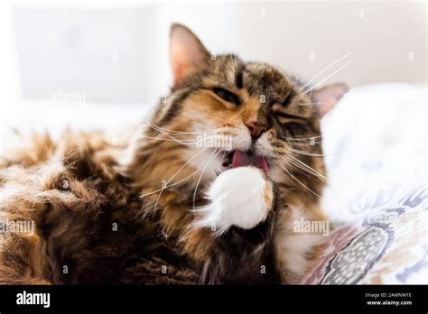 Calico Maine Coon Cat Lying On Top Of Bed In Bedroom Grooming Licking Paw Closeup With Whiskers