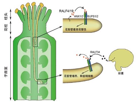 北京大学生科院最新发表science文章 生物通