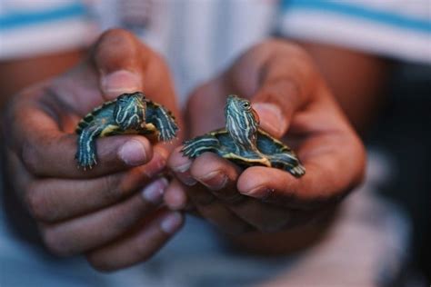 Pet turtle care: A vet’s guide | PetsRadar