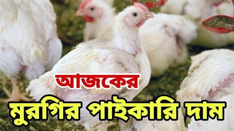 ১৬ জুলাই 🐓 আজকের মুরগির পাইকারি দাম। ব্রয়লার ও সোনালী মুরগির দাম