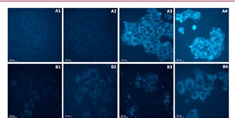 Figure 7 From Development Of Cytotoxic GW7604 Zeises Salt Conjugates