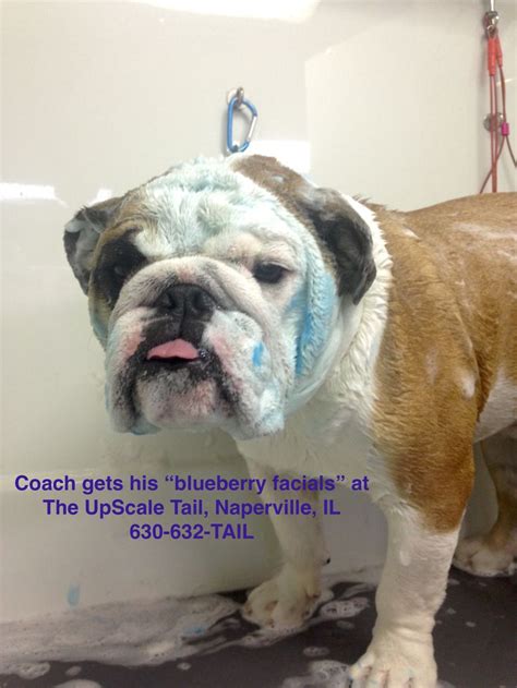 Blueberry Facials To Whiten Sanitize Brighten At The UpScale Tail