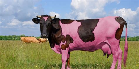 Pin Em Usa Cattle Breeds