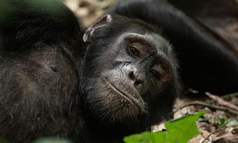 12 Day Rwanda Wildlife Safari Tour Kagoma Eye Safaris