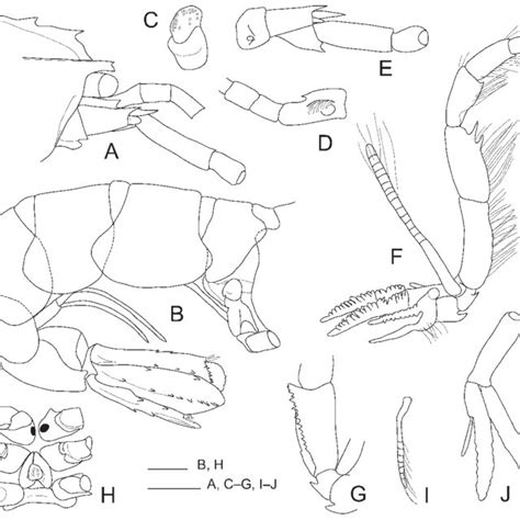 Montanaxius Mediumquod Gen Et Sp Nov Holotype NHMW 25677 A