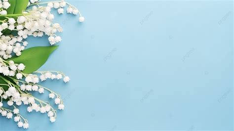 Vibrant Lily Of The Valley Blossoms Blooming On A Pastel Blue