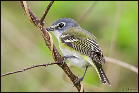 Blue-headed Vireo Page