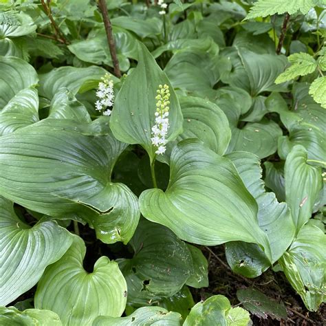 Maianthemum Dilatatum Western Lily Of The Valley Flickr