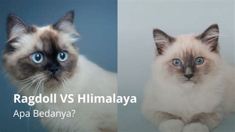 Sering Dibilang Mirip Ini Perbedaan Kucing Himalaya Dan Ragdoll Hewania