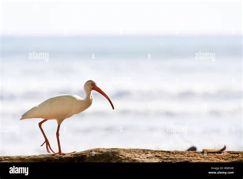 American White Ibis Eudocimus Albus Standing In Front Of The Ocean In