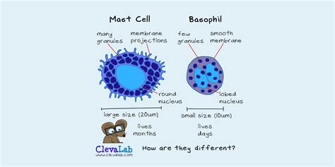 How Are Mast Cells and Basophils Different?