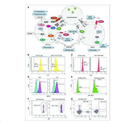 Pathophysiology And Functional Assays Through Flow Cytometry In