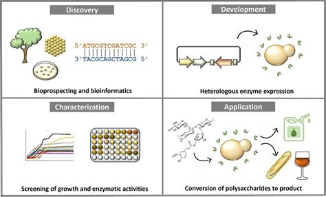 Production Of Industrial Enzymes Lifeasible