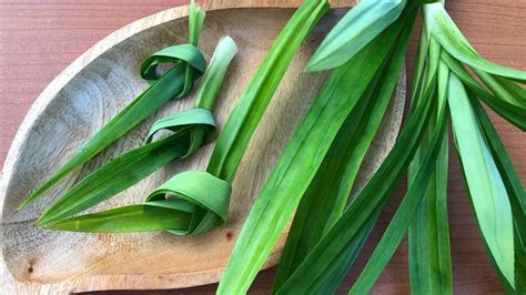 Cara Membuat Rebusan Daun Pandan Penurun Asam Urat Dan Kolesterol