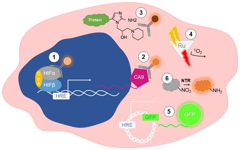 Cells Free Full Text Detection Of Hypoxia In Cancer Models