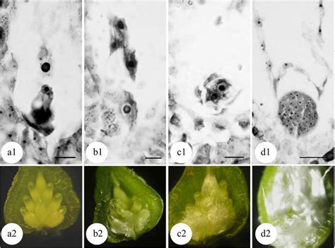 Developmental Stages Of Zygote And Flocculent Fibers In The Ovary Of