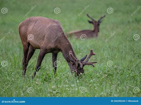 Beautiful Brown Deer with Long Antlers Grazing on a Grassy Field Stock ...