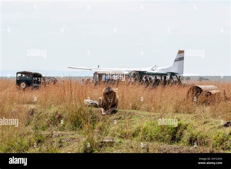 A Lion Panthera Leo Known In The Masai Mara As Scarface Sits In Tall