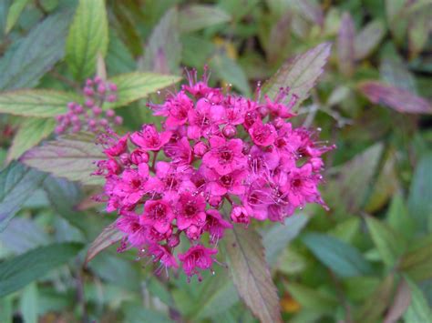 Spiraea Antony Flower