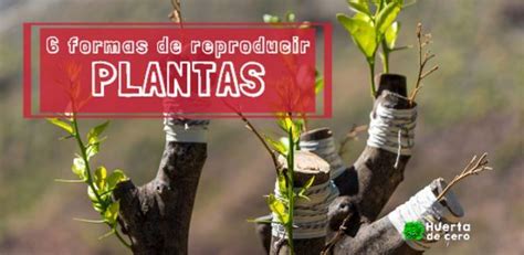 Formas Para Reproducir Las Plantas De Tu Huerta