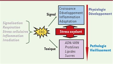 Figure 3 From Stress Oxydant Et Vieillissement Semantic Scholar