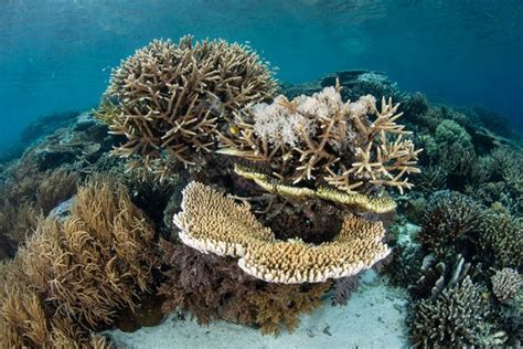 Foto Bawah Laut Indonesia Yang Jadi Terbaik Di Asia Foto 2