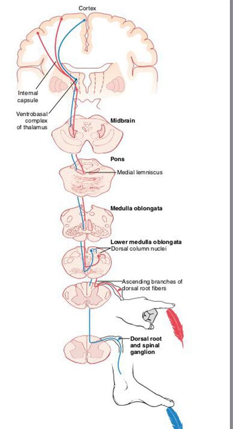 Medial Lemniscus Medulla