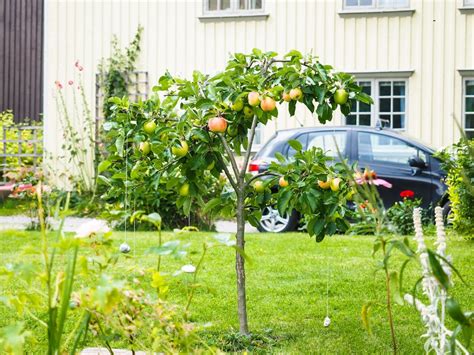 Fresh Mini Fruit Orchard 6 Practical Gardening Steps