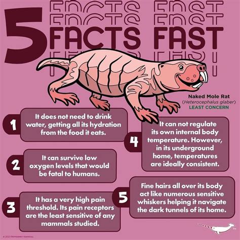 Peppermint Narwhal Creative On Instagram Facts Fast Naked Mole Rat