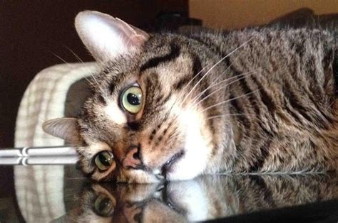 11 Gatitos Que Ahora Se Están Preguntando Si Son Gatos