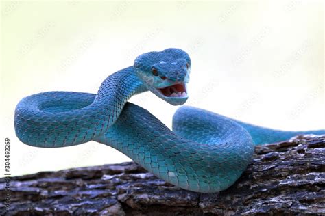 Blue viper snake on branch, viper snake, blue insularis Stock Photo ...