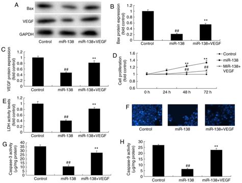 Exosome Mediated MicroRNA 138 And Vascular Endothelial Growth Factor In