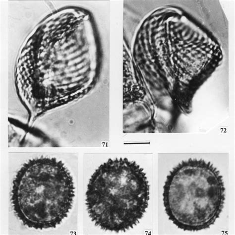 23 Euglena Viridis 24 25 E Caudata 26 E Proxima 27 30
