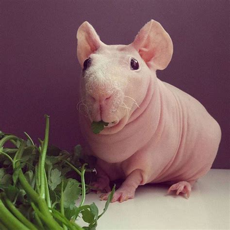 Pinterest Guinea Pigs Pet Pigs Hairless Guinea Pig