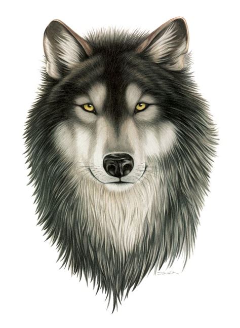 Wildlife Illustration By Stefanie Clark Via Behance Wolf Painting