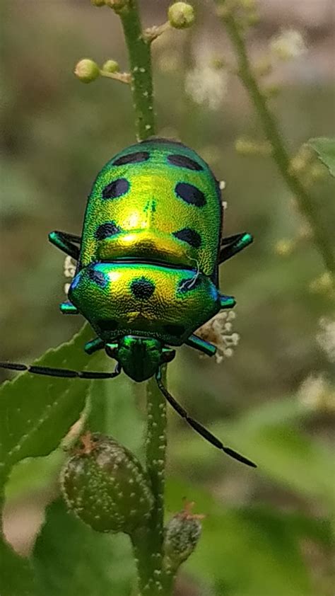 Iridescent Green Beetle