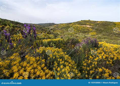 Paisagem Os Arbustos Do Densus Do Ulex Foto De Stock Imagem De