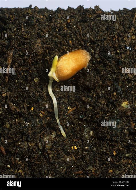 germinating wheat seed   root radicle  plumule emerging