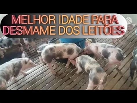 MELHOR idade para separar os leitões PIETRAIN PO PIETRAIN DUROC