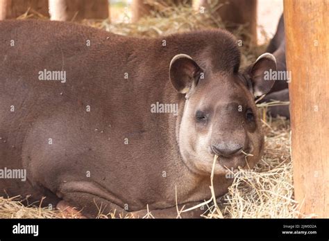 The South American Tapir Tapirus Terrestris Also Commonly Called The